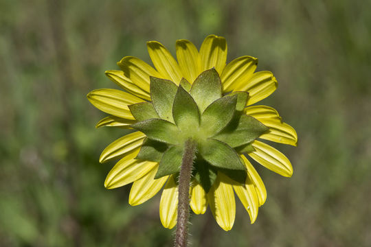 Sivun Silphium radula var. gracile (A. Gray) J. A. Clevinger kuva