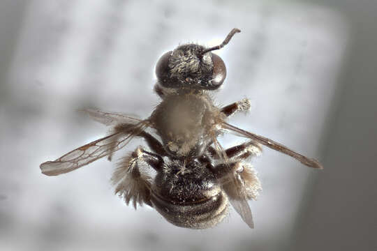 Imagem de Anthophorula Cockerell 1897