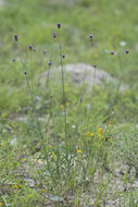 Image of wedgeleaf prairie clover