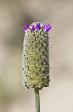 Sivun Dalea emarginata (Torr. & A. Gray) Shinners kuva