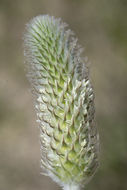 Dalea obovata (Torr. & A. Gray) Shinners resmi