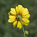 Image de Coreopsis leavenworthii Torr. & A. Gray