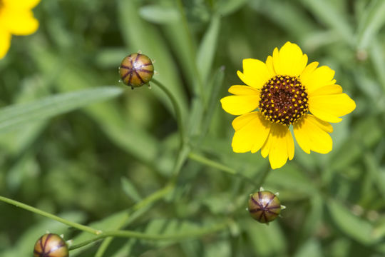 Image of Leavenworth's tickseed