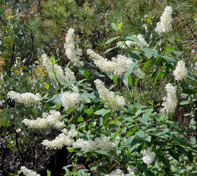 Imagem de <i>Ceanothus integerrimus</i> var. <i>macrothyrsus</i>