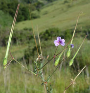 Слика од Erodium botrys (Cav.) Bertol.