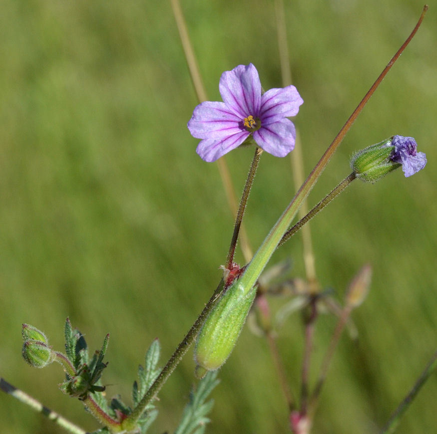 Слика од Erodium botrys (Cav.) Bertol.