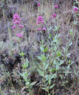 Image of Red Valerian