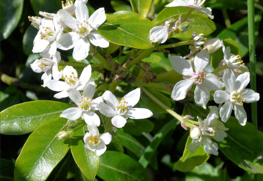 Image of Mexican Orange Blossom