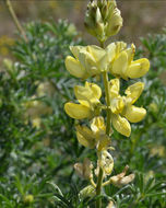 Imagem de Lupinus arboreus Sims