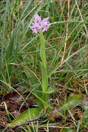 Image of <i>Neotinea <i>tridentata</i></i> ssp. tridentata