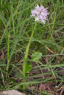 Image of <i>Neotinea <i>tridentata</i></i> ssp. tridentata