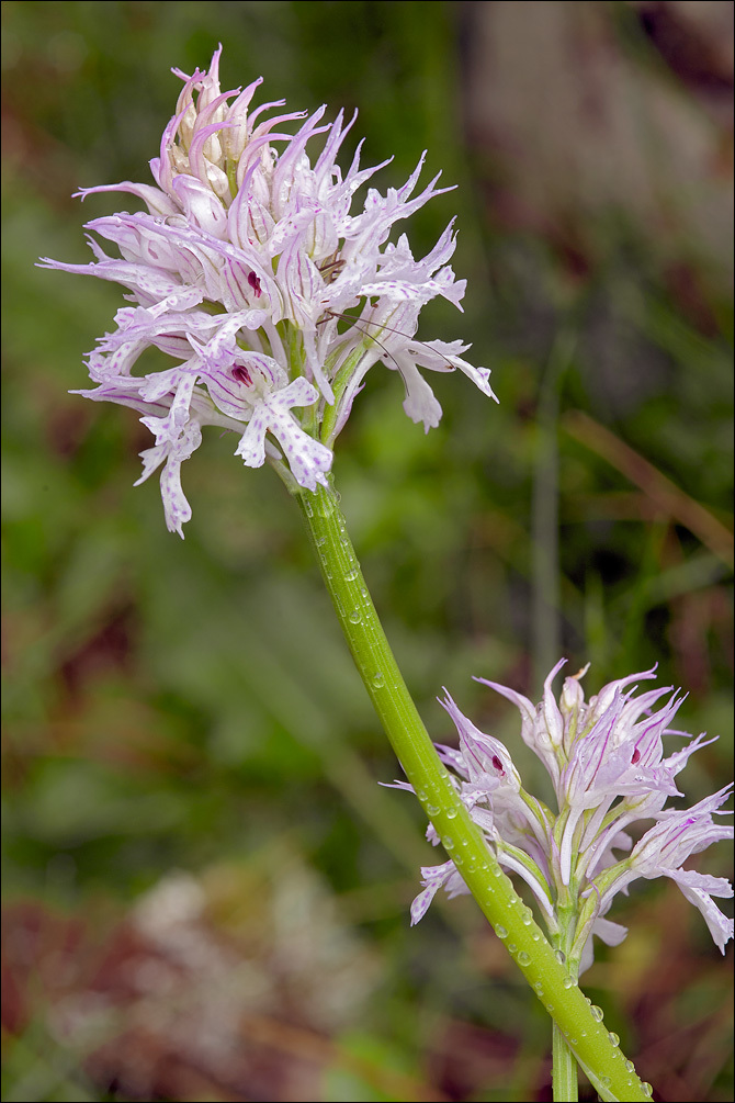 Image of <i>Neotinea <i>tridentata</i></i> ssp. tridentata