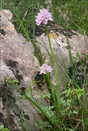 Image of <i>Neotinea <i>tridentata</i></i> ssp. tridentata