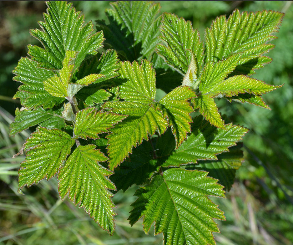 Image of salmonberry