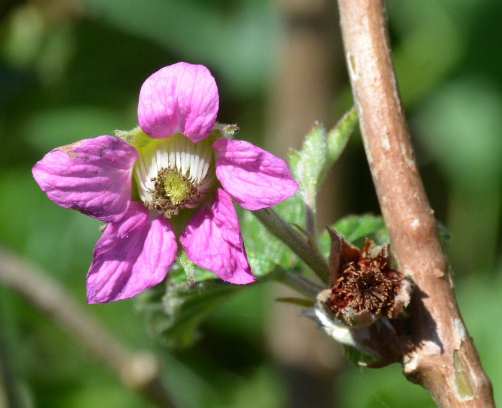 Image of salmonberry