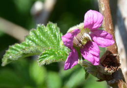 Image of salmonberry