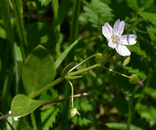 Image of Siberian springbeauty