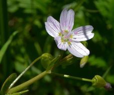 Image of Siberian springbeauty