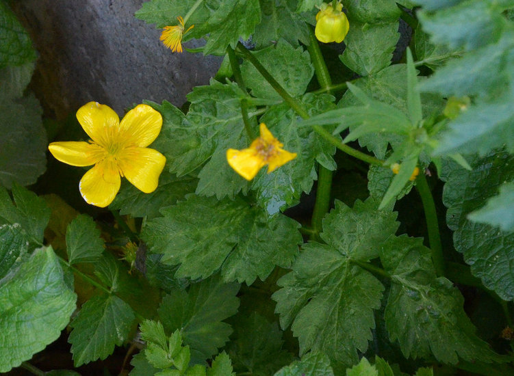 Image of <i>Ranunculus orthorhynchus</i> var. <i>platyphyllus</i>