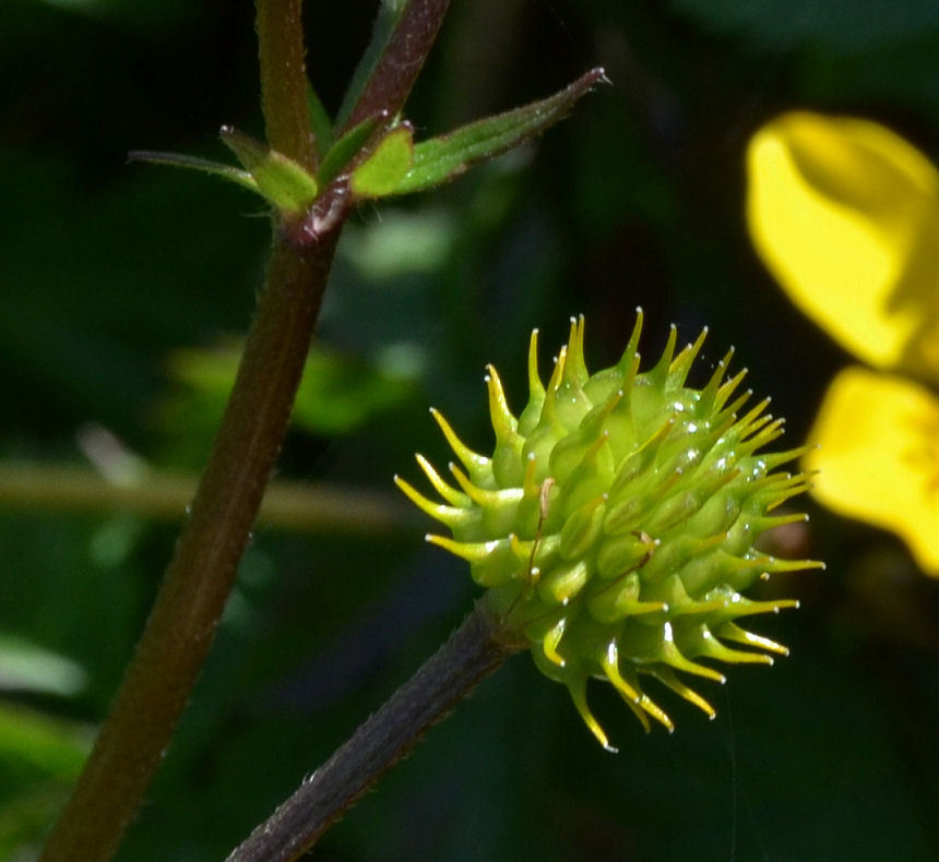 Image of <i>Ranunculus orthorhynchus</i> var. <i>platyphyllus</i>