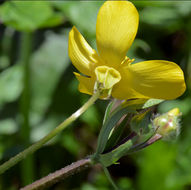 Image of <i>Ranunculus orthorhynchus</i> var. <i>platyphyllus</i>