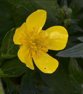 Image of <i>Ranunculus orthorhynchus</i> var. <i>platyphyllus</i>