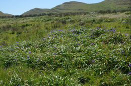 Image of Douglas iris