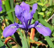 Image of Douglas iris