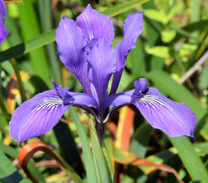 صورة Iris douglasiana Herb.