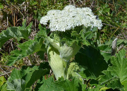 Plancia ëd <i>Heracleum lanatum</i>