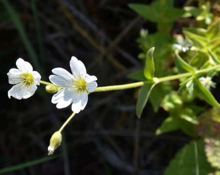 Plancia ëd Cerastium arvense subsp. strictum (L.) Gaudin