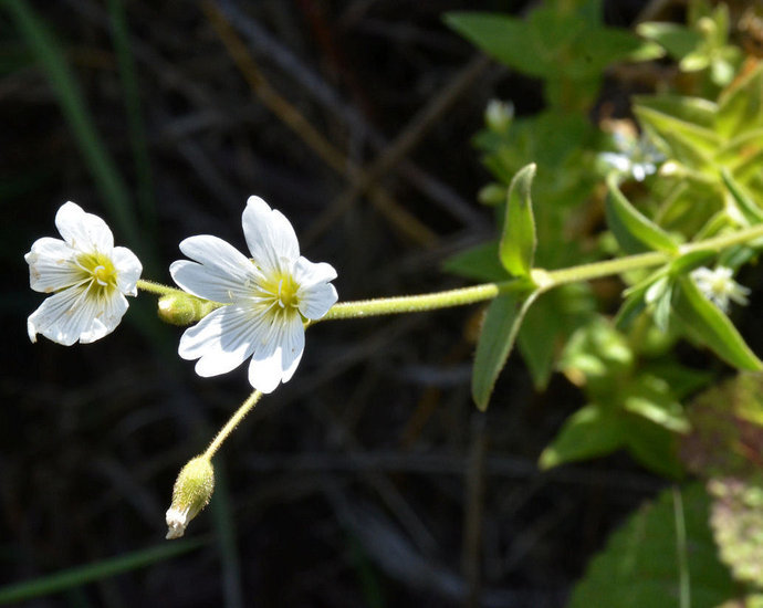 Imagem de Cerastium arvense subsp. strictum (L.) Gaudin