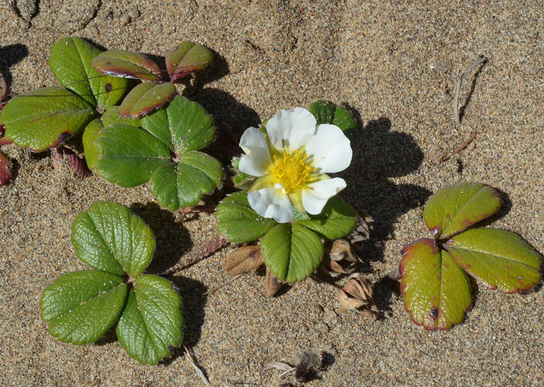 Imagem de Fragaria chiloensis (L.) Duchesne