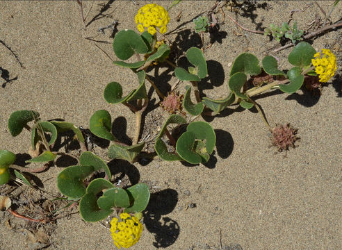 Image of coastal sand verbena