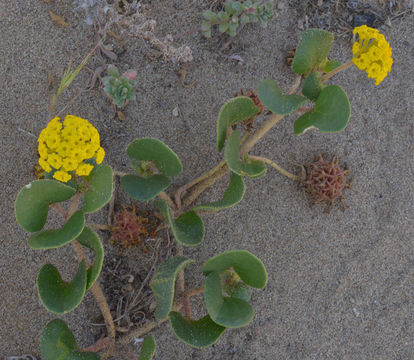 Sivun Abronia latifolia Eschsch. kuva