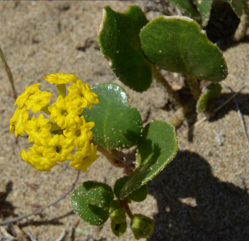 Image of coastal sand verbena