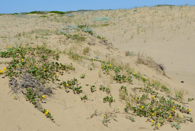 Image of coastal sand verbena