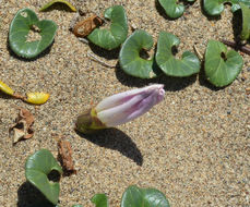 Plancia ëd Calystegia soldanella (L.) R. Br.