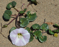 Plancia ëd Calystegia soldanella (L.) R. Br.