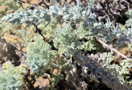 Image of beach wormwood