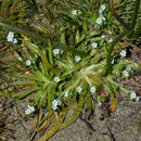 Image de <i>Plagiobothrys reticulatus</i> var. <i>rossianorum</i>