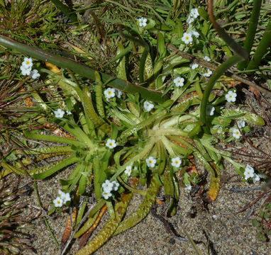 Image of <i>Plagiobothrys reticulatus</i> var. <i>rossianorum</i>