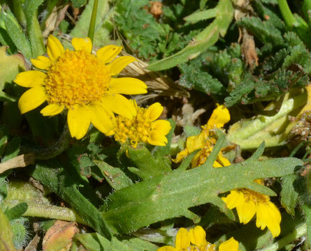 Lasthenia californica subsp. macrantha (A. Gray) R. Chan resmi