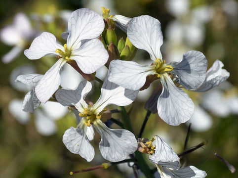 Image of wild radish