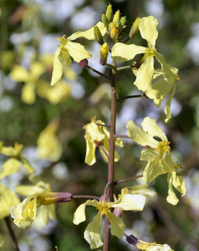 Image of wild radish