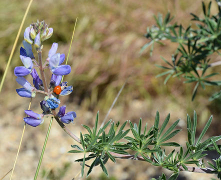 Image of Chamisso bush lupine