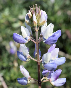 Image of Chamisso bush lupine