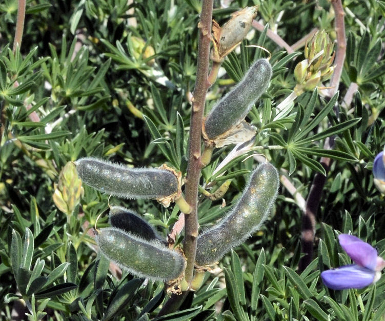 Image of Chamisso bush lupine