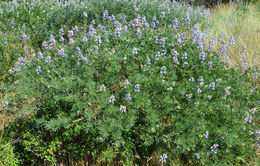 Image of Chamisso bush lupine