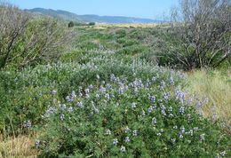 Image of Chamisso bush lupine